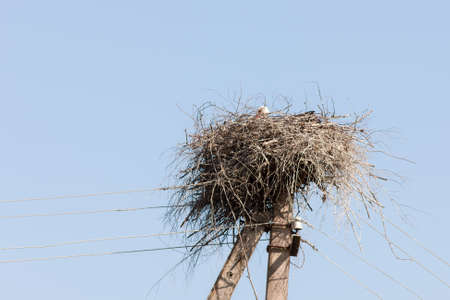 nest with a stork on electric pole
