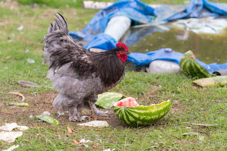 portrait of a rooster eating watermelon closeup