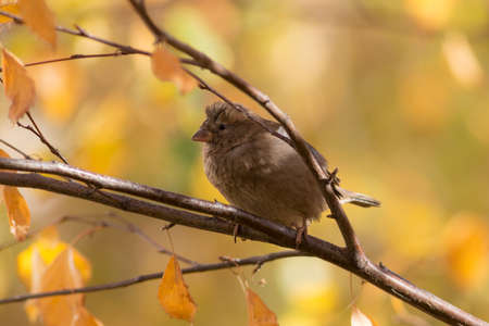 Portrait of a sparrow on a tree branch in autumn
