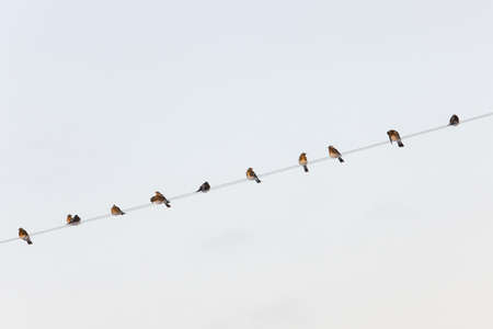 flock of fieldfares on wires in winter dayの写真素材