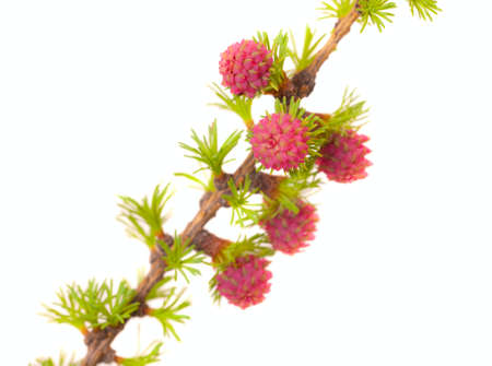 branch of a blossoming larch, isolated on whiteの写真素材