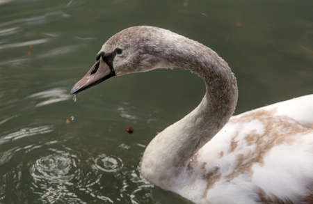 Portrait of a swan in the water closeupの写真素材