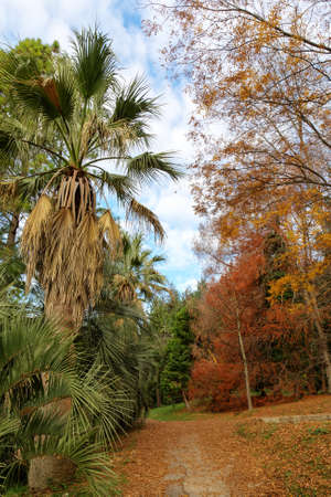 landscape in the autumn park with palm treesの写真素材