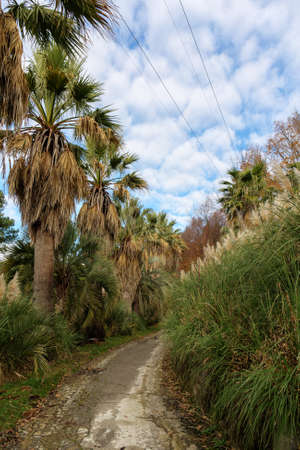 landscape in the autumn park with palm treesの写真素材