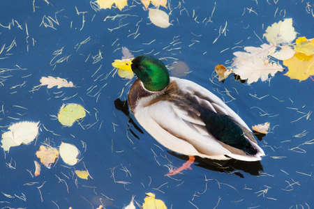 duck in water with fallen autumn leavesの写真素材