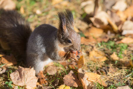 squirrel on the grass with autumn leaves