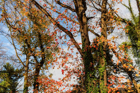 Liquidambar against the blue sky in autumnの写真素材