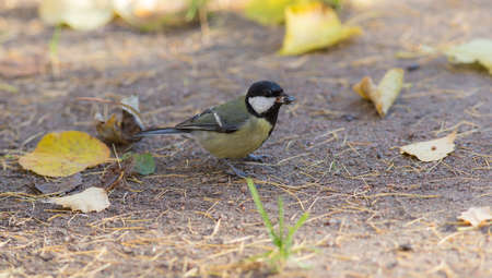 tit with seeds on the ground in the fallの写真素材