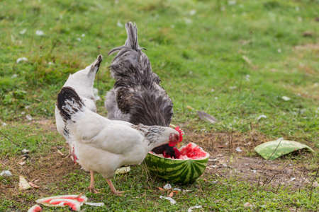 hen and rooster eating watermelon on the grassの写真素材