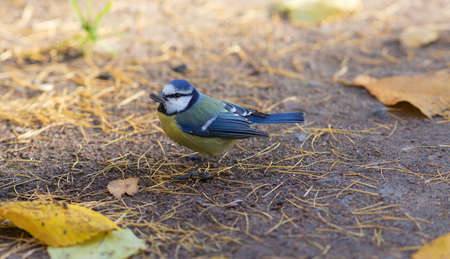 bluetit with seeds on the ground in the fall
