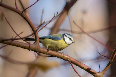 portrait of bluetit on a branch closeup