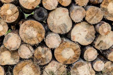 Background of the drying logs for firewood