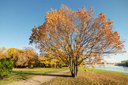 autumn landscape with an oak in the foregroundの写真素材