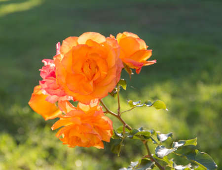rose close up on a background of green grassの写真素材