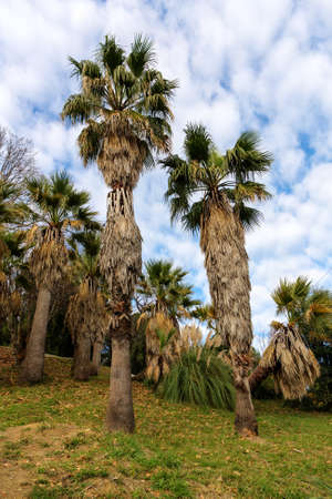 landscape in the autumn park with palm treesの写真素材