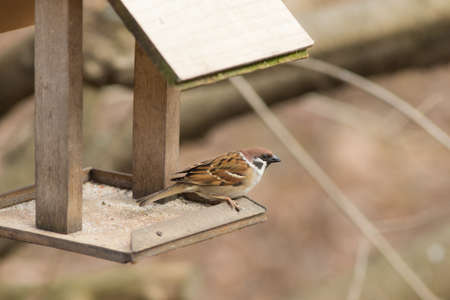 Portrait of a sparrow sitting on a wooden troughの写真素材