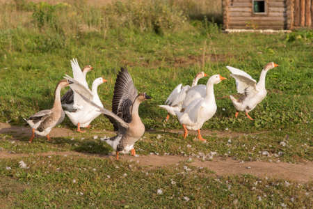 flock of domestic geese running on grassの写真素材