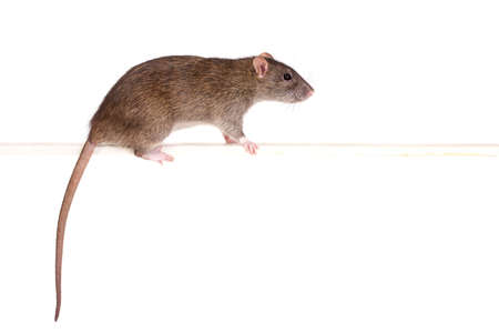 brown domestic rat on a perch, isolated on whiteの写真素材