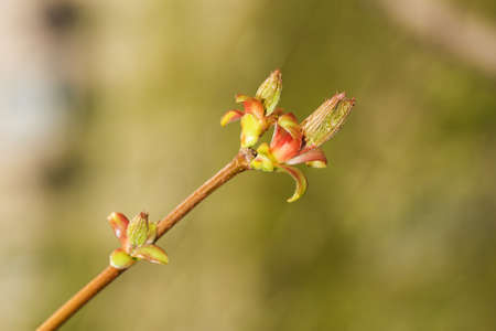 branch of maple in the spring close upの写真素材