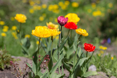 colorful tulips in the spring sunny dayの写真素材