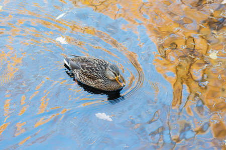 duck swimming on water with reflections of autumnの写真素材