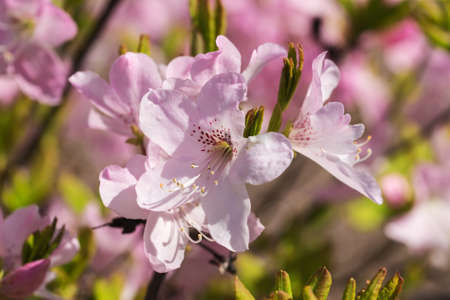 blooming rhododendron in spring garden close up