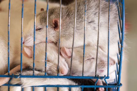 domestic rats sleeping in cage close upの写真素材