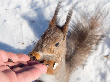 Portrait of a squirrel with seeds closeupの写真素材