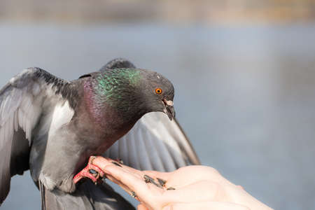 Pigeon eat sunflower seeds from a palm