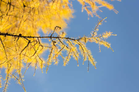 branch of autumn larch in the foregroundの写真素材