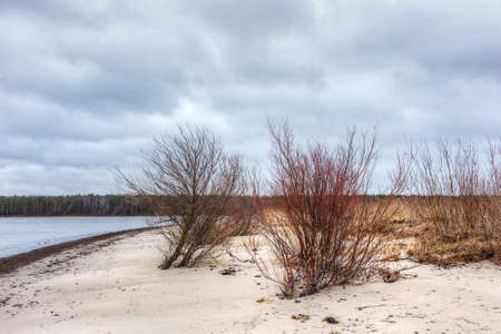 landscape on the sandy shores of the Baltic Seaの写真素材