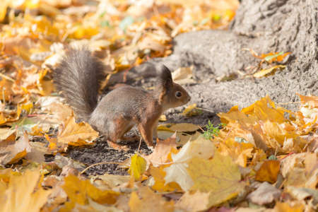 Squirrel on the autumn foliage under a tree