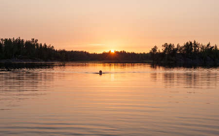 woman swimming in the lake at sunsetの写真素材