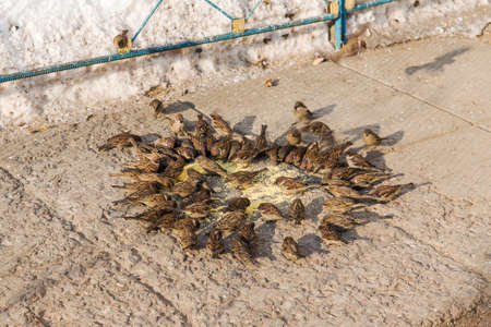 flock of sparrows eating millet on stone