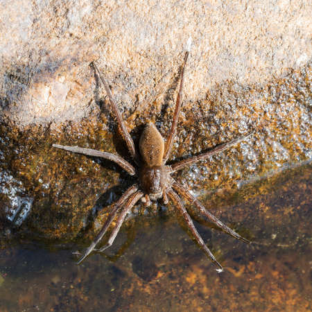 Spider on a rock by the water closeupの写真素材
