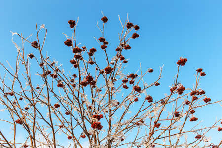 branches of rowan with berries on a cold winter dayの写真素材