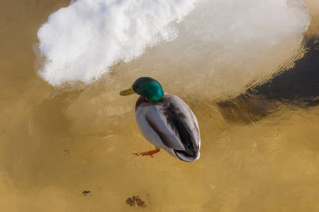 duck in the water with melting ice in the early spring