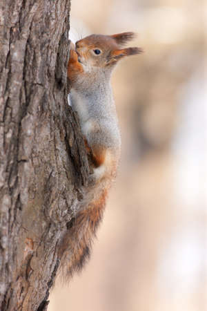squirrel on the trunk of a pine closeupの写真素材