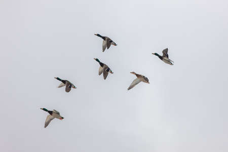 flock of ducks in flight against the skyの写真素材