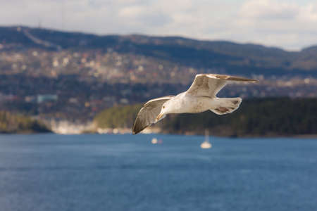 Seagull in flight at the sea shoreの写真素材