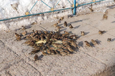 flock of sparrows eating millet on stoneの写真素材