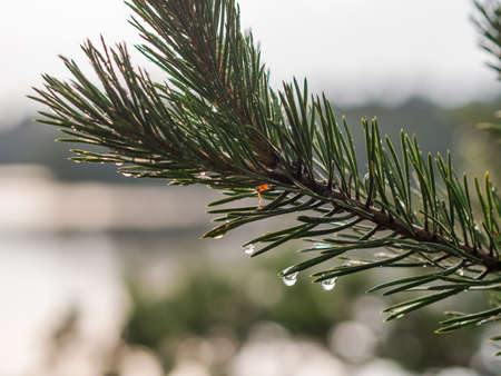 pine branch after the rain close upの写真素材