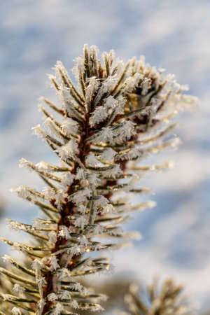 fir tree branch with hoarfrost close upの写真素材
