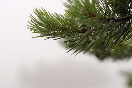 pine branch after the rain close upの写真素材