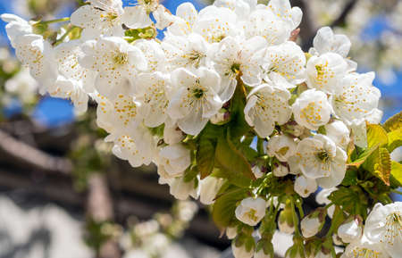 white branches of cherry in the spring close upの写真素材