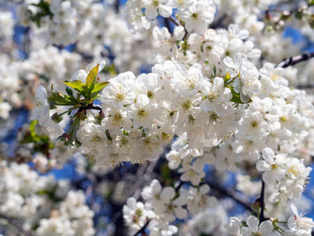 white branches of cherry in the spring close up