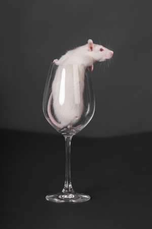 white domestic rat in a glass for wineの写真素材