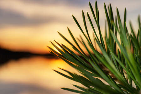 pine needles on a background of a sunsetの写真素材