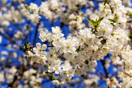 white cherry blossom branch in spring on a sunny day
