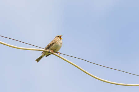 Small songbird on a wire against the skyの写真素材